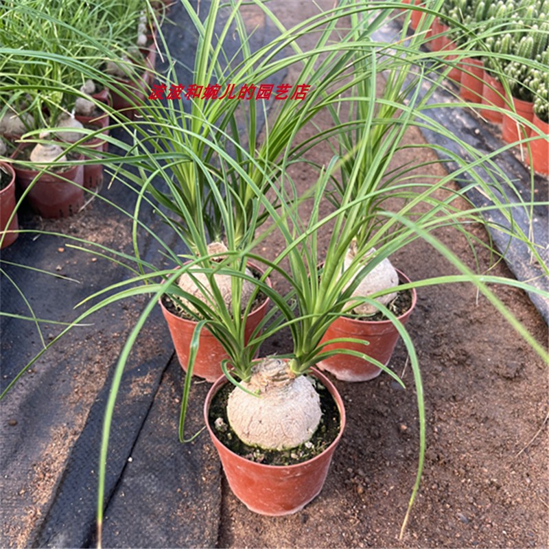 块根植物酒瓶兰办公桌面净化空气