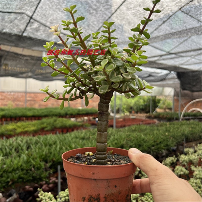 美观趣味室内多肉植物防辐射盆栽