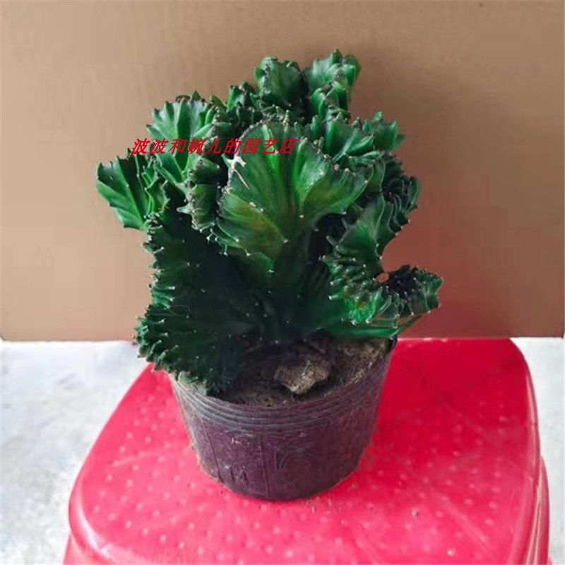玉麒麟多肉盆栽嫁接麒麟植物