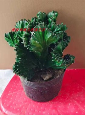 玉麒麟多肉盆栽嫁接麒麟植物室内办公桌摆趣味耐干旱喜光晒易养护