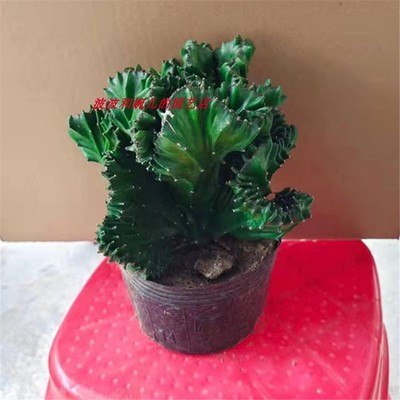 玉麒麟多肉盆栽嫁接麒麟植物