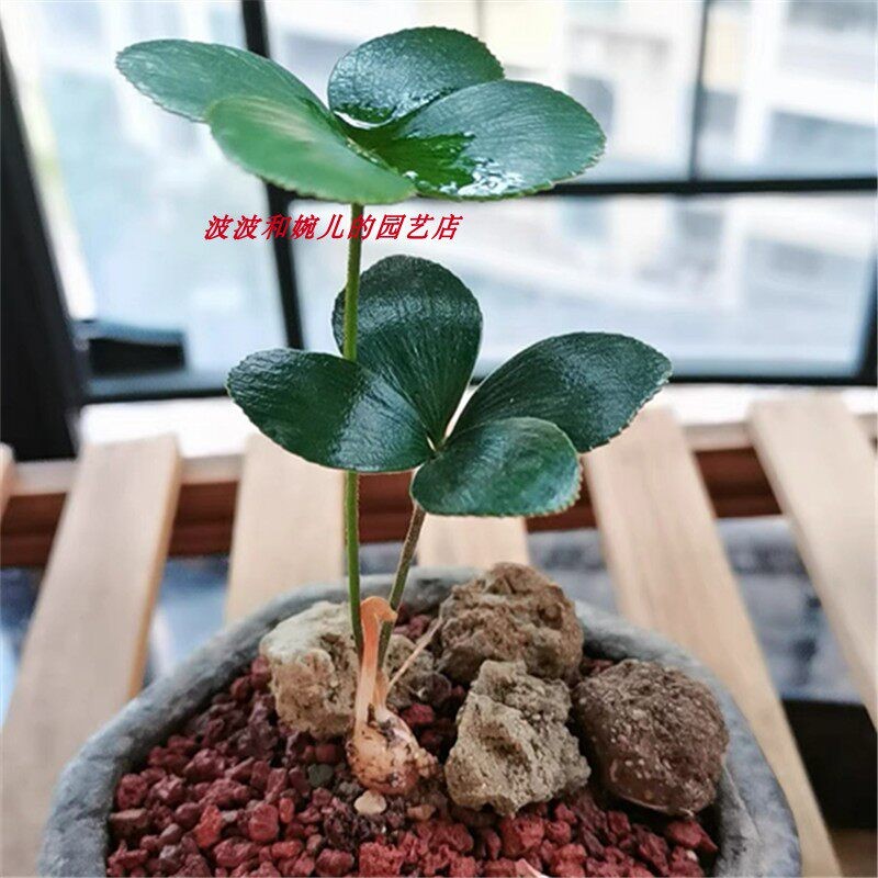 墨西哥铁树幸运草盆栽室内办公桌面趣味易养美观四季常绿稀有绿植
