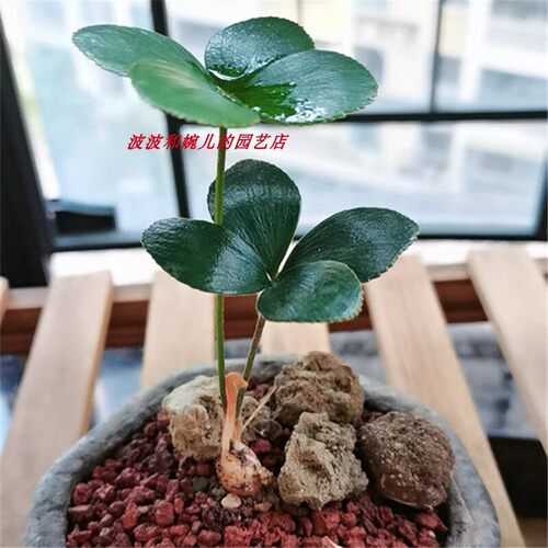墨西哥铁树幸运草室内易养盆栽