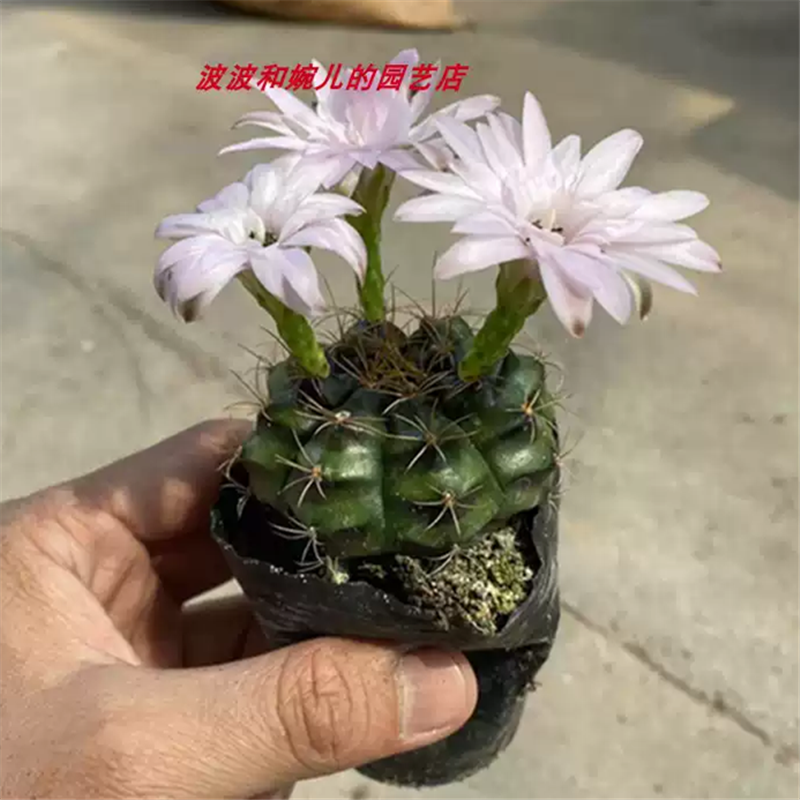 实生丽蛇丸牡丹仙人球新手易养活爱开花白色花粉色花趣味桌面盆栽 - 实物图