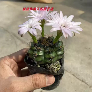 实生丽蛇丸牡丹仙人球新手易养活爱开花白色花粉色花趣味桌面盆栽