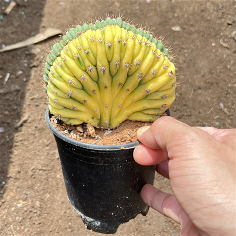 多闻柱锦缀化锦精选扇形多肉植物