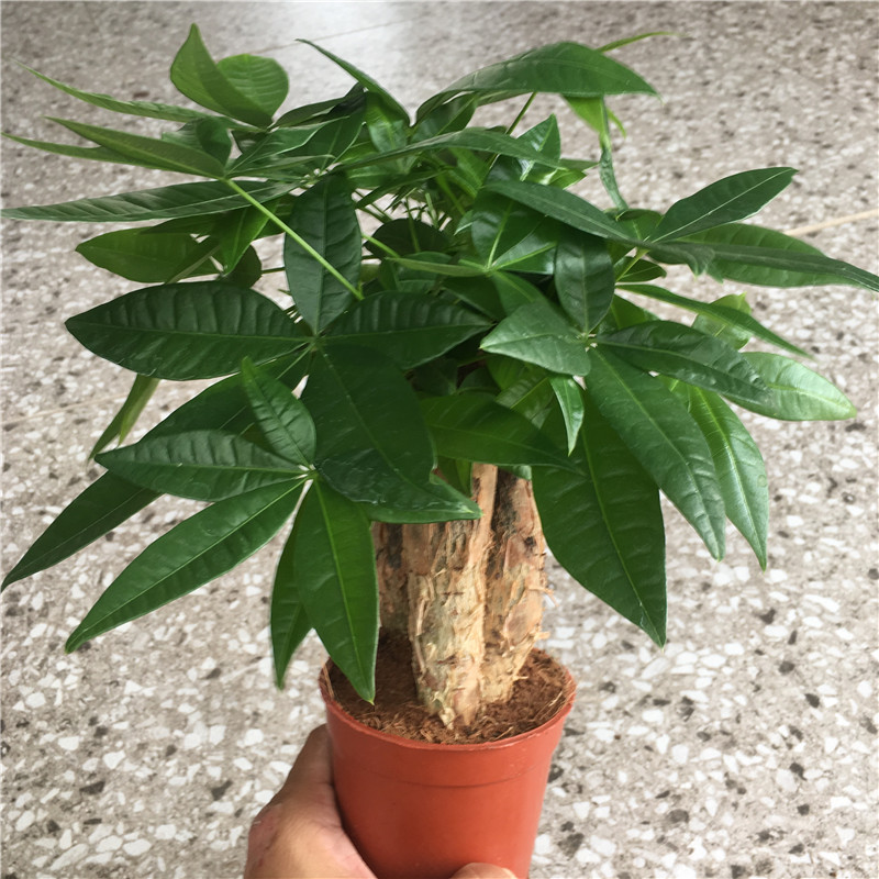 发财树盆栽绿植易养护常绿花卉