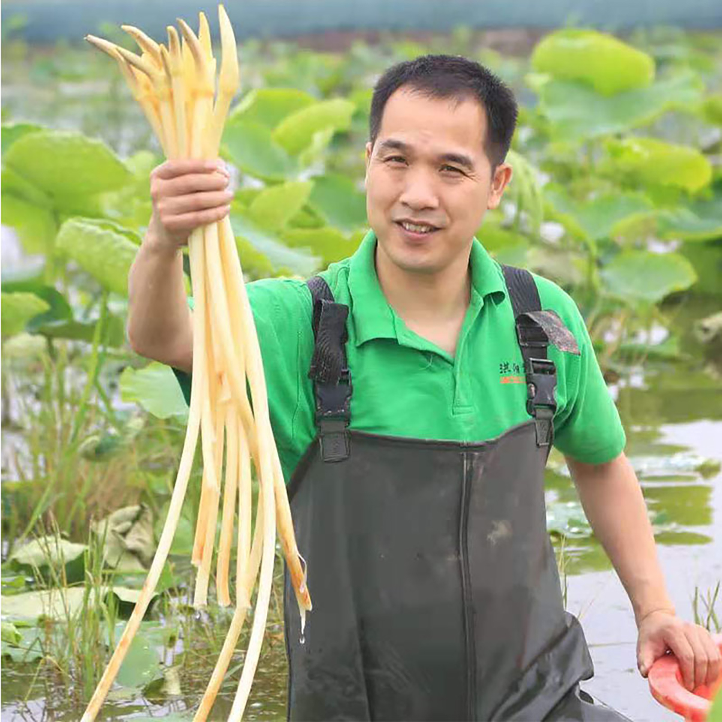 洪湖青泥巴新鲜藕带 藕尖笔簪当天采抽藕肠子纯笔占 顺丰快递