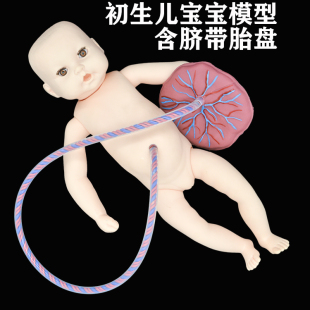 妇幼医院产科初生儿宝宝护理x模型带脐带胎盘新生儿娃娃可洗澡抚