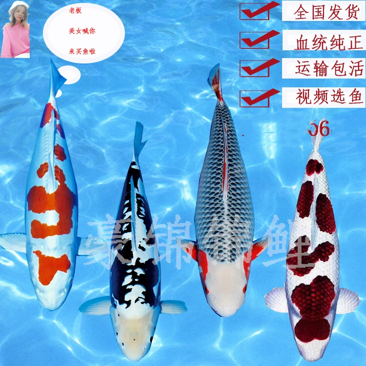 精品杂鱼锦鲤直播间专用链接