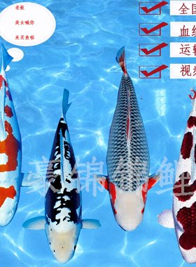 精品杂鱼锦鲤直播间专用链接