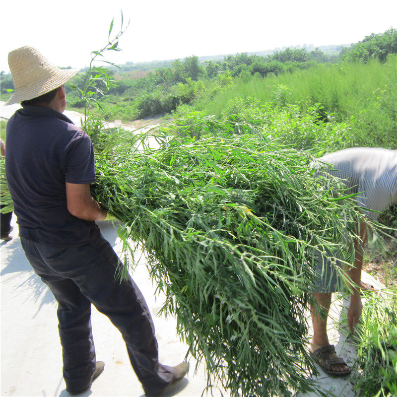 野生益母草中药材新鲜晒干500g