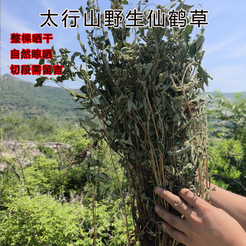 野生仙鹤草龙芽草整棵带根晒干