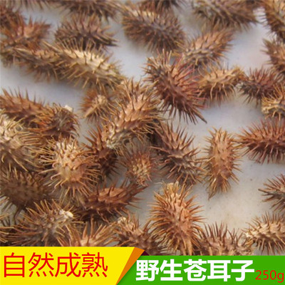 野生苍耳子老苍耳子成熟饱满带刺