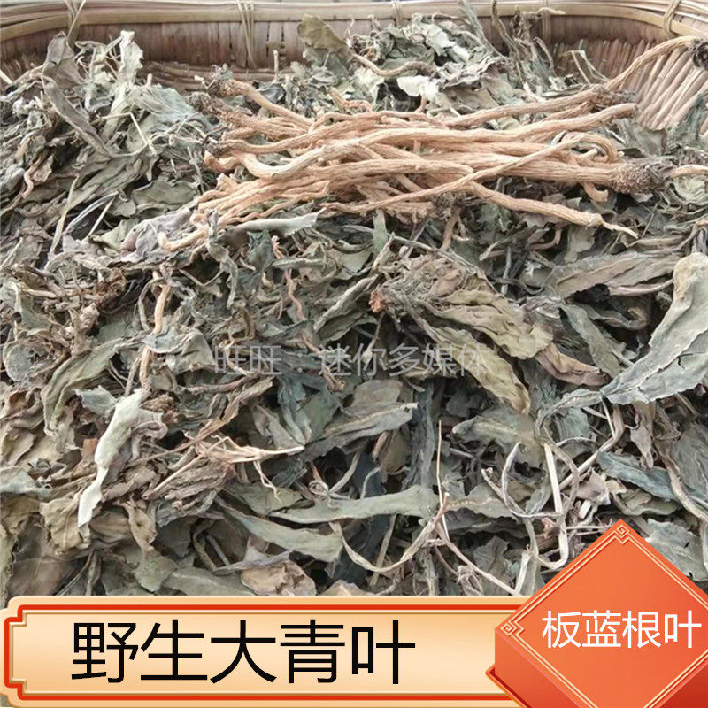 野生大青叶干货泡茶新鲜板蓝根叶
