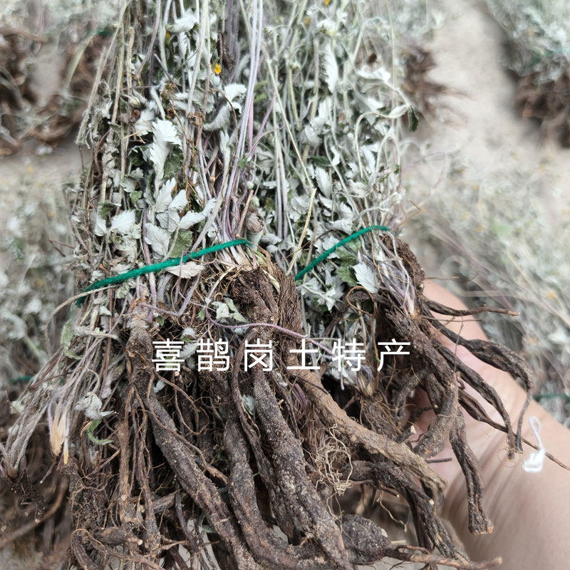 野生翻白草整棵带根中药材太行山新鲜番白草整根颗晒干另有地骨皮