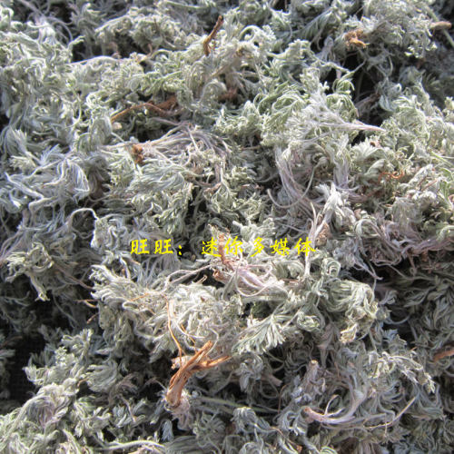 野生绵茵陈干新鲜茵陈中药材500g 棉茵陈草白蒿苗2026年茵陈蒿茶