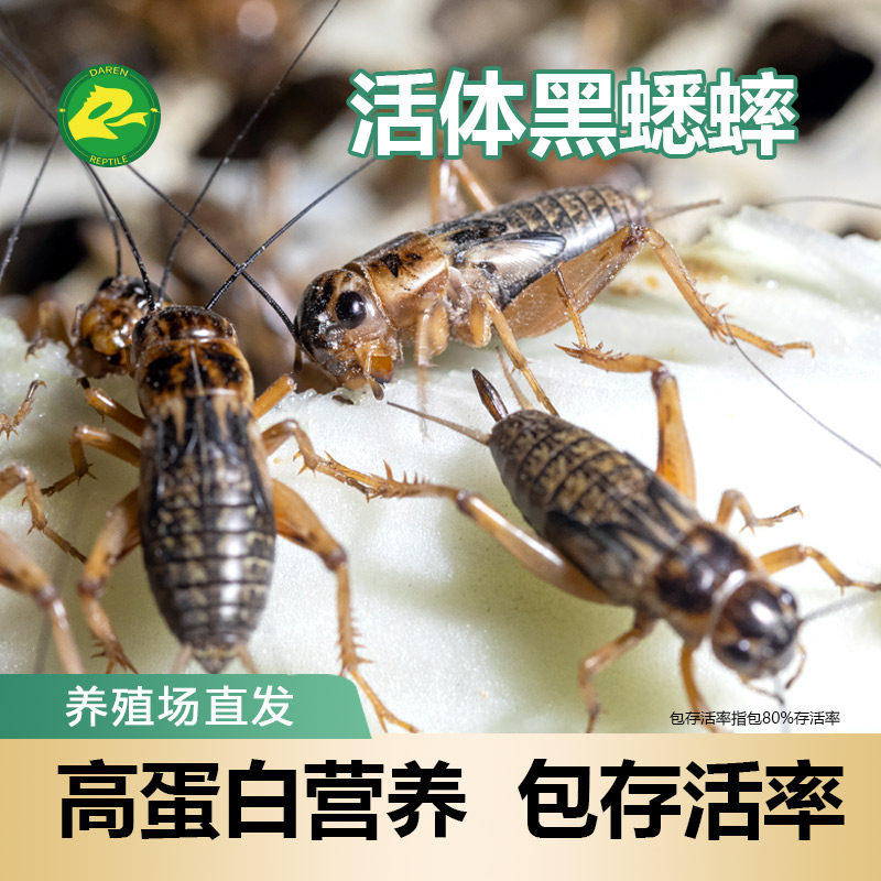包邮活体黑蟋蟀油葫芦喂鸟高蛋白营养丰富蜥蜴守宫爬宠活体饲料虫