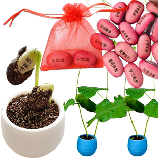定制帶字印有字神奇刻字魔法豆子祝福魔豆種子植物兒童種植小盆栽