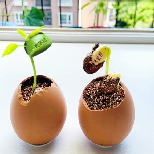 2025新种子刻字种子蛋壳迷你盆栽