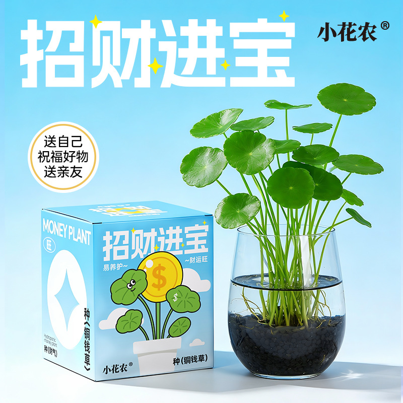 儿童种植小盆栽办公室桌面水培套装铜钱草种子创意迷你小植物种籽