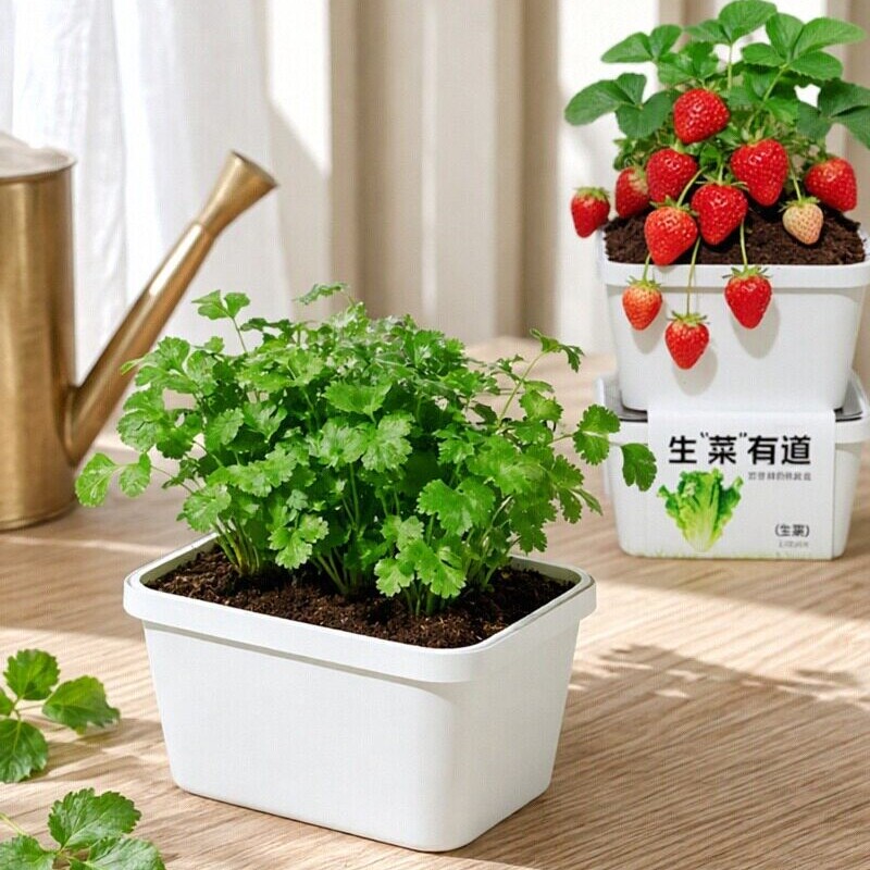 可食用四季蔬果儿童种植小盆栽植物种子生长观察蔬菜番茄生菜草莓
