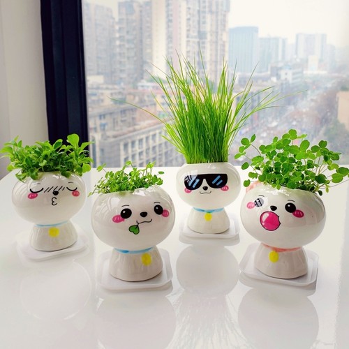 包发芽桌面种草养草头娃娃