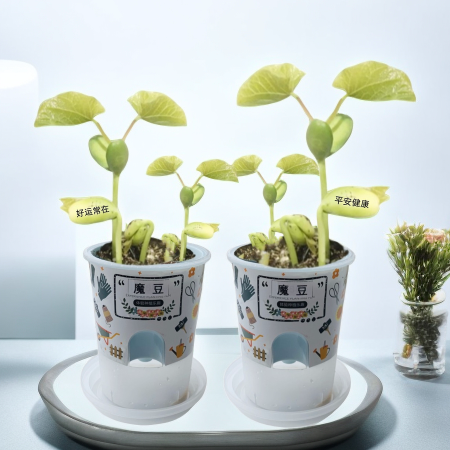 儿童种植小盆栽魔豆植物种子发芽生长观察盒刻字豆子魔法豆自种花