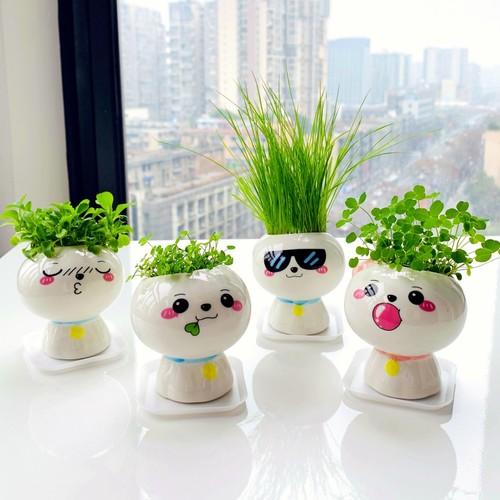 包发芽新种子草娃娃盆栽
