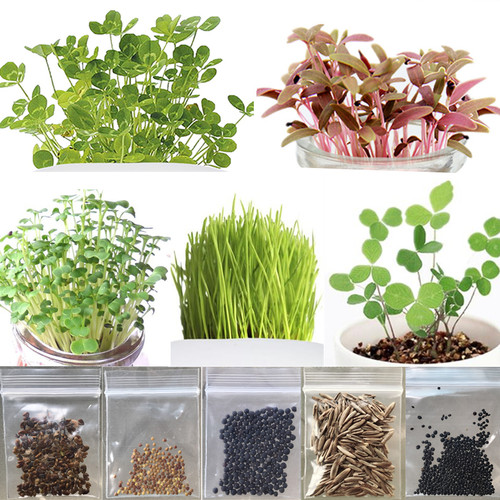 四季常青种籽桌面迷你水养小草
