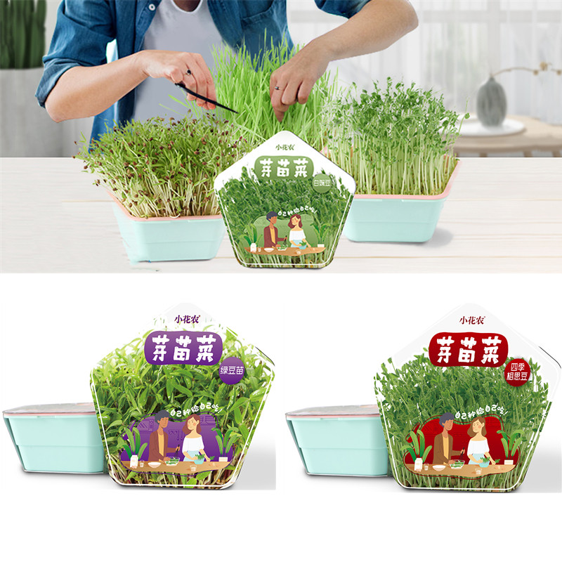 小花农儿童种植小盆栽自种发芽观察水培蔬菜芽苗菜豆芽菜幼儿园