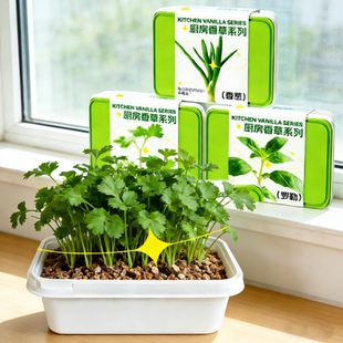 可食用家庭蔬菜香草种植儿童小盆栽薄荷小葱香菜植物种子阳台土培