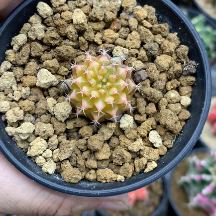 乌贼后代