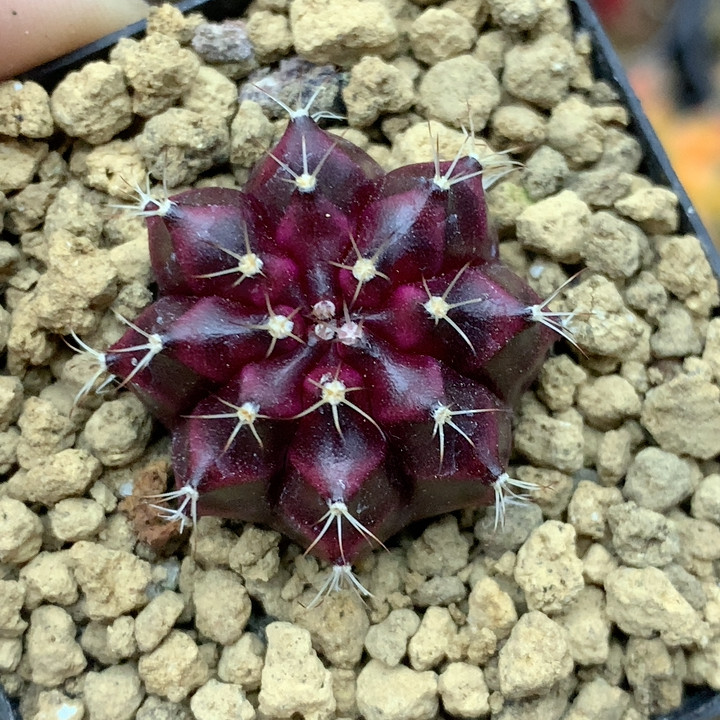 酒红牡丹,鲜花速递/花卉仿真/绿植园艺,多肉植物,淘宝优惠券,粉丝福利购,淘宝优惠卷