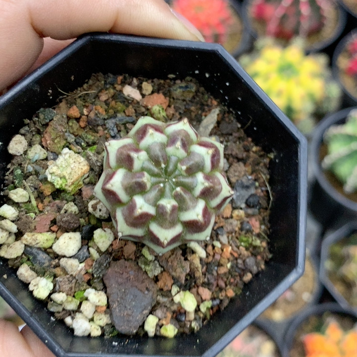 梦想,鲜花速递/花卉仿真/绿植园艺,多肉植物,淘宝优惠券,粉丝福利购,淘宝优惠卷