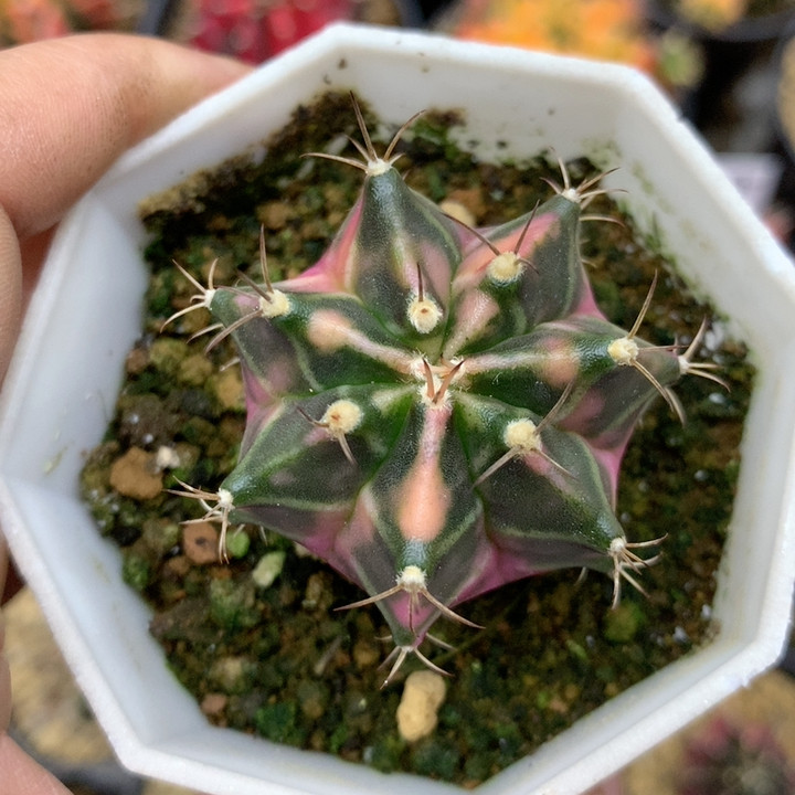 粉臀,鲜花速递/花卉仿真/绿植园艺,多肉植物,淘宝优惠券,粉丝福利购,淘宝优惠卷