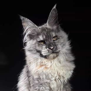 173号烟灰补丁缅因猫大嘴套爆毛博侍缅因烟灰色银虎可选