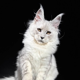 169号浅银缅因猫大嘴套爆毛博侍缅因烟灰色银虎可选