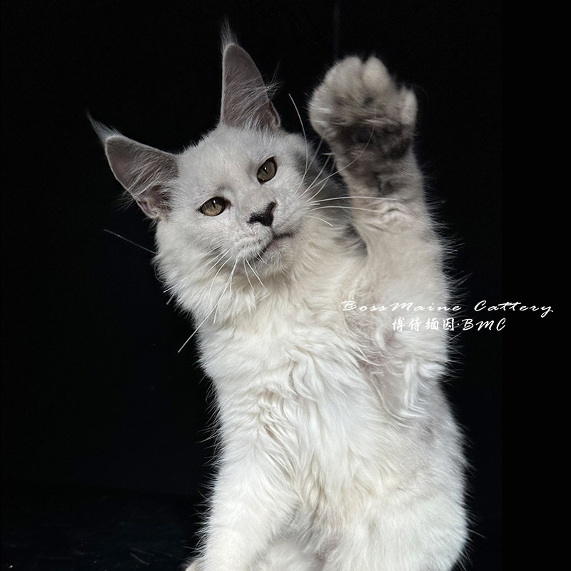 272号高银色公4+月龄缅因猫大嘴套爆毛博侍缅因烟灰色银虎可选