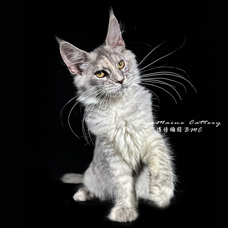 259号母银补丁4+月龄缅因猫大嘴套爆毛博侍缅因烟灰色银虎可选