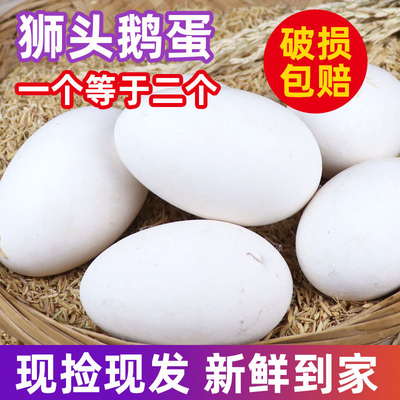 【狮头鹅蛋】农家散养新鲜双黄大鹅蛋孕妇去胎毒健康绿色破损包赔
