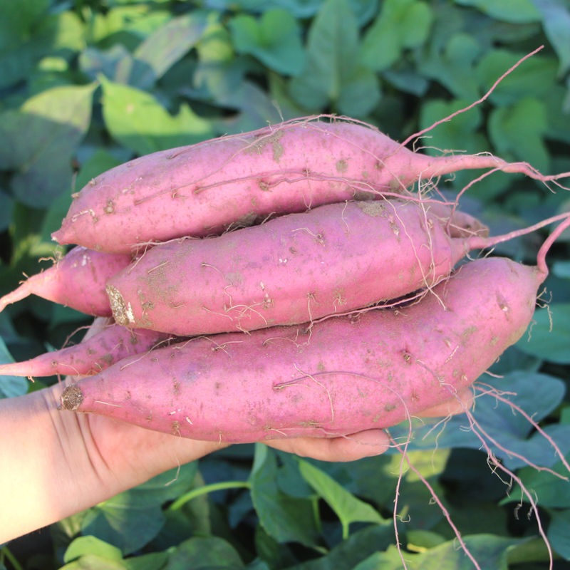 南阳白心牛奶薯软糥香甜丹江水浇灌现挖新鲜板栗薯无丝无筋煮烤蒸