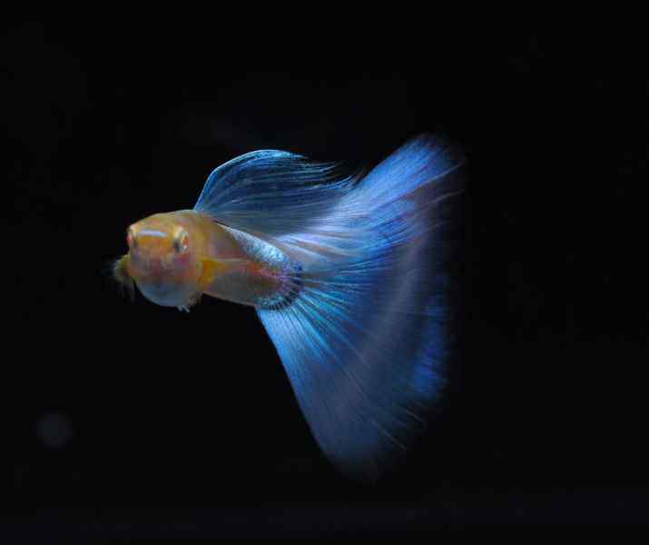 蓝白天空蓝#缎带/大c/普通体/火烧云孔雀鱼热带鱼大尾撑赛级精品