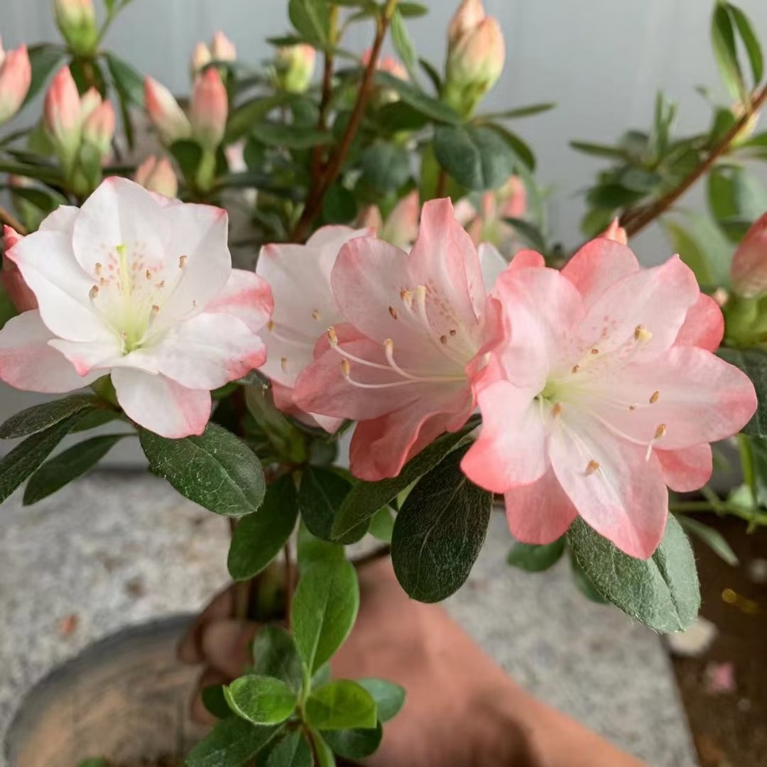 陶菊如杜鹃花 梦幻粉色系列 梅花茸杜鹃 春诗