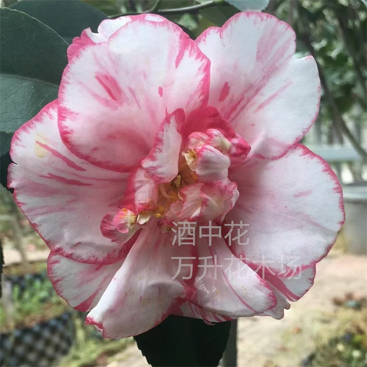 日系茶花 酒中花 玉霞紫螺旋 隐叽卜伴锦百露之日暮 颂花宴美人茶