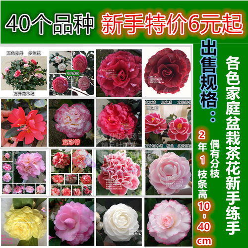 品种阳台茶花盆栽新手推荐