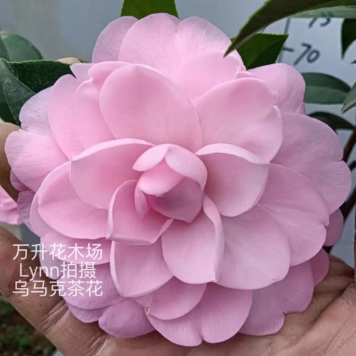乌马克 云杂粉色茶花大花高档名贵山茶花美人艳 - 封面