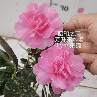 昭和之荣茶梅 粉色茶梅 名贵茶梅