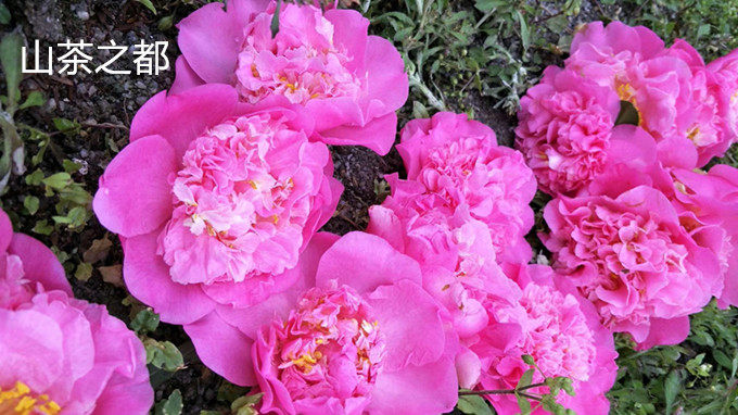 山茶之都茶花 美国种茶花 巨型花系列大花品种又名珍妮美国之都
