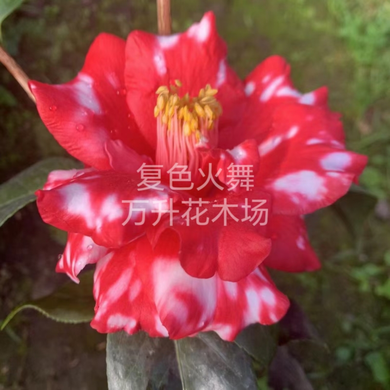 復(fù)色火舞 大花品種 喜慶鮮艷高端茶花盆栽茶花寶盒新查理斯頓小姐